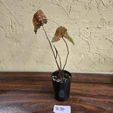 Load image into Gallery viewer, #B34 Cyrtosperma Johnstonii