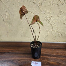 Load image into Gallery viewer, #B34 Cyrtosperma Johnstonii