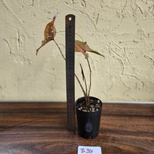 Load image into Gallery viewer, #B34 Cyrtosperma Johnstonii