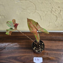 Load image into Gallery viewer, #B34 Cyrtosperma Johnstonii