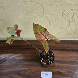 #B34 Cyrtosperma Johnstonii