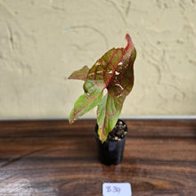 Load image into Gallery viewer, #B34 Cyrtosperma Johnstonii