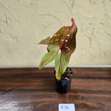 Load image into Gallery viewer, #B34 Cyrtosperma Johnstonii