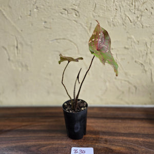 #B34 Cyrtosperma Johnstonii