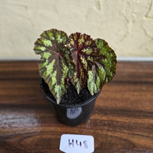 Load image into Gallery viewer, #H48 Begonia Silver Legend