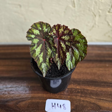 #H48 Begonia Silver Legend