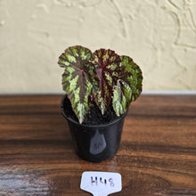 Load image into Gallery viewer, #H48 Begonia Silver Legend