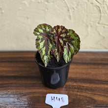 Load image into Gallery viewer, #H48 Begonia Silver Legend