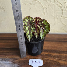 Load image into Gallery viewer, #H48 Begonia Silver Legend