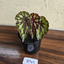 Load image into Gallery viewer, #H48 Begonia Silver Legend
