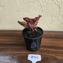 Load image into Gallery viewer, #H48 Begonia Silver Legend