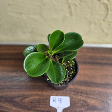Load image into Gallery viewer, #R9 Peperomia &#39;Just Jade&#39;