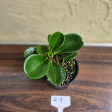 Load image into Gallery viewer, #R9 Peperomia &#39;Just Jade&#39;