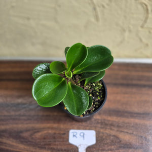 #R9 Peperomia 'Just Jade'