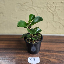 Load image into Gallery viewer, #R9 Peperomia &#39;Just Jade&#39;