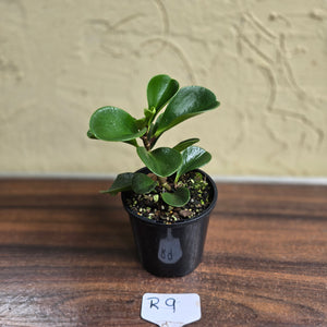 #R9 Peperomia 'Just Jade'