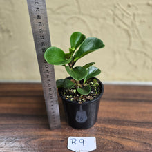 Load image into Gallery viewer, #R9 Peperomia &#39;Just Jade&#39;