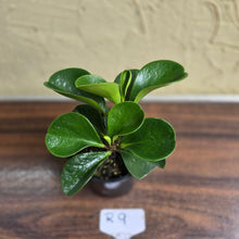 Load image into Gallery viewer, #R9 Peperomia &#39;Just Jade&#39;