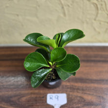 Load image into Gallery viewer, #R9 Peperomia &#39;Just Jade&#39;