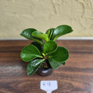 #R9 Peperomia 'Just Jade'