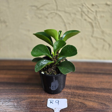 #R9 Peperomia 'Just Jade'