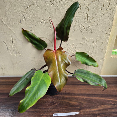 #R6 Philodendron Red Tuxtla - (Golden Tuxtla x Red Wings)