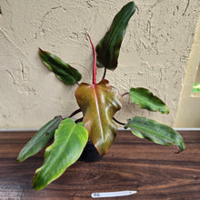 Load image into Gallery viewer, #R6 Philodendron Red Tuxtla - (Golden Tuxtla x Red Wings)