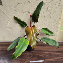 Load image into Gallery viewer, #R6 Philodendron Red Tuxtla - (Golden Tuxtla x Red Wings)