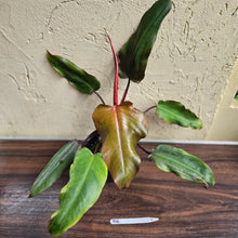 Load image into Gallery viewer, #R6 Philodendron Red Tuxtla - (Golden Tuxtla x Red Wings)