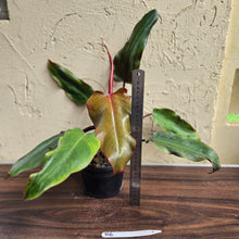 Load image into Gallery viewer, #R6 Philodendron Red Tuxtla - (Golden Tuxtla x Red Wings)