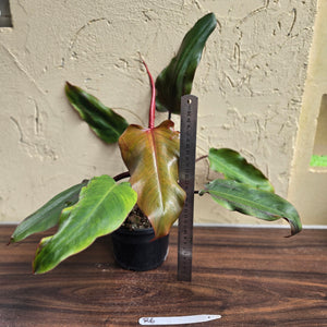#R6 Philodendron Red Tuxtla - (Golden Tuxtla x Red Wings)