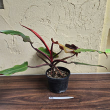 Load image into Gallery viewer, #R6 Philodendron Red Tuxtla - (Golden Tuxtla x Red Wings)