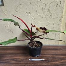 Load image into Gallery viewer, #R6 Philodendron Red Tuxtla - (Golden Tuxtla x Red Wings)