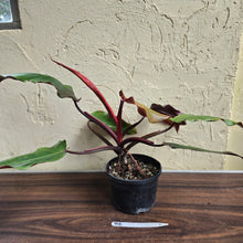Load image into Gallery viewer, #R6 Philodendron Red Tuxtla - (Golden Tuxtla x Red Wings)