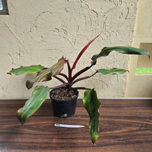 Load image into Gallery viewer, #R6 Philodendron Red Tuxtla - (Golden Tuxtla x Red Wings)