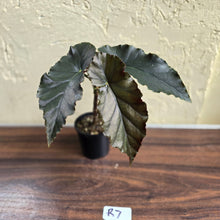 Load image into Gallery viewer, #R7 Begonia Anna Christine