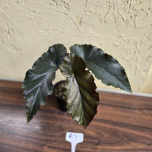 Load image into Gallery viewer, #R7 Begonia Anna Christine