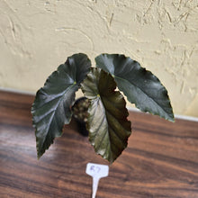 Load image into Gallery viewer, #R7 Begonia Anna Christine