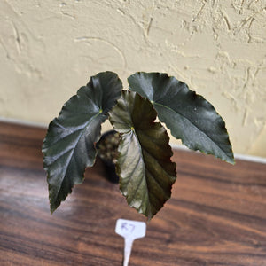 #R7 Begonia Anna Christine
