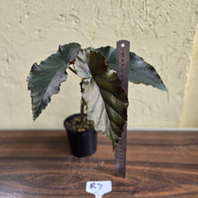 Load image into Gallery viewer, #R7 Begonia Anna Christine