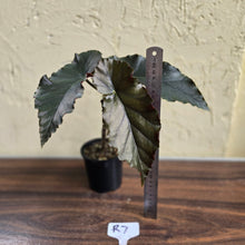 Load image into Gallery viewer, #R7 Begonia Anna Christine