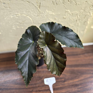 #R7 Begonia Anna Christine