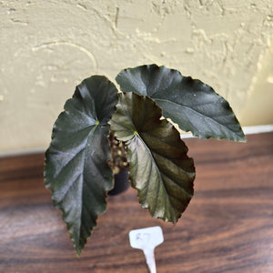 #R7 Begonia Anna Christine