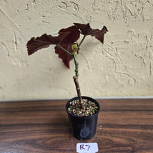 Load image into Gallery viewer, #R7 Begonia Anna Christine