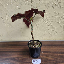 Load image into Gallery viewer, #R7 Begonia Anna Christine