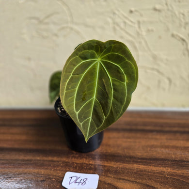 #D48 Anthurium Forgetii x - With 3 x Pups