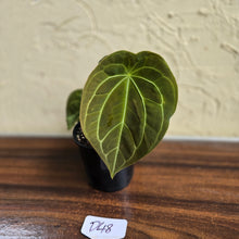 Load image into Gallery viewer, #D48 Anthurium Forgetii x - With 3 x Pups