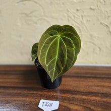 Load image into Gallery viewer, #D48 Anthurium Forgetii x - With 3 x Pups