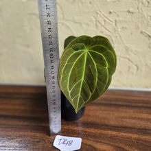 Load image into Gallery viewer, #D48 Anthurium Forgetii x - With 3 x Pups