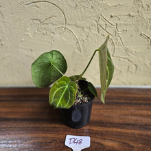 Load image into Gallery viewer, #D48 Anthurium Forgetii x - With 3 x Pups